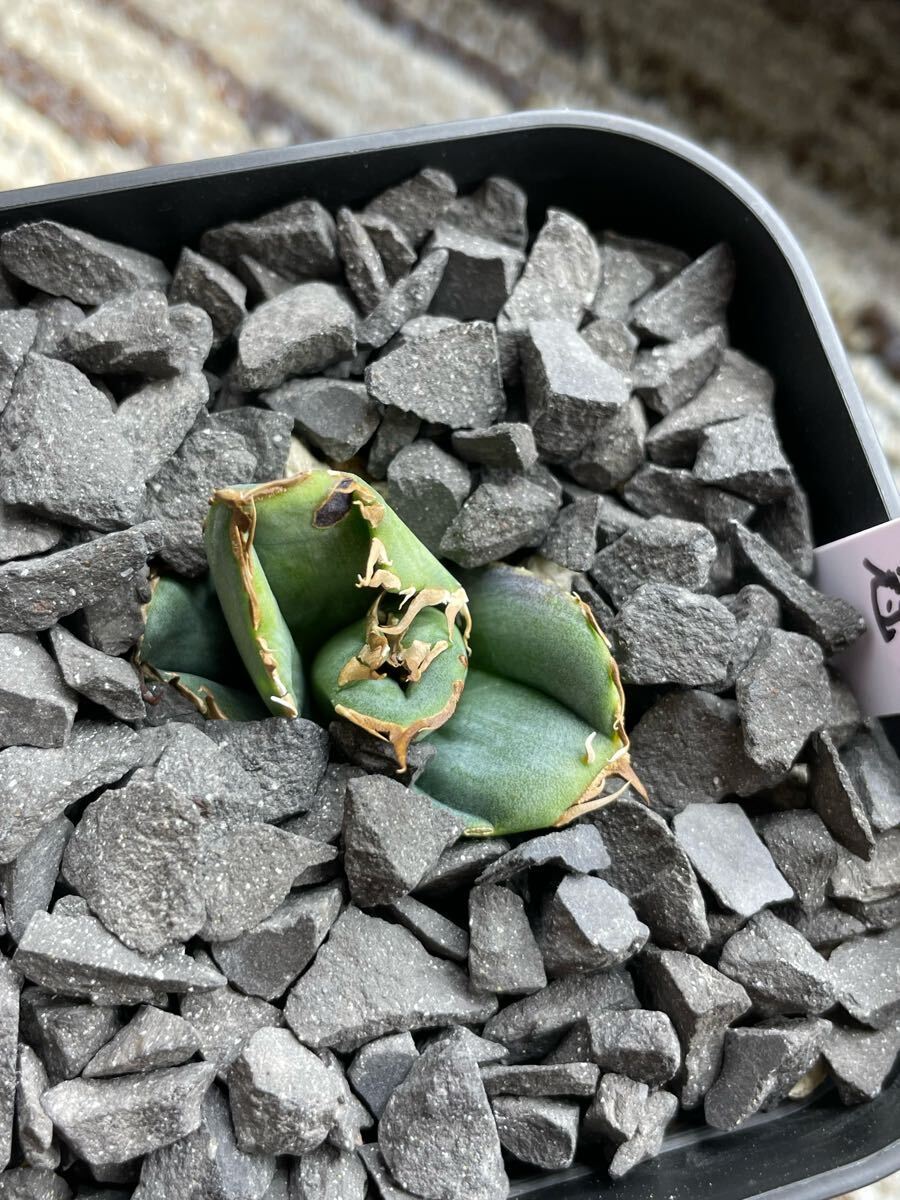 lize産発根済み子株】皇冠 アガベ チタノタ 狂刺 連刺 AGAVE lize産発根済み子株】皇冠 アガベ チタノタ 狂刺 連刺 AGAVE