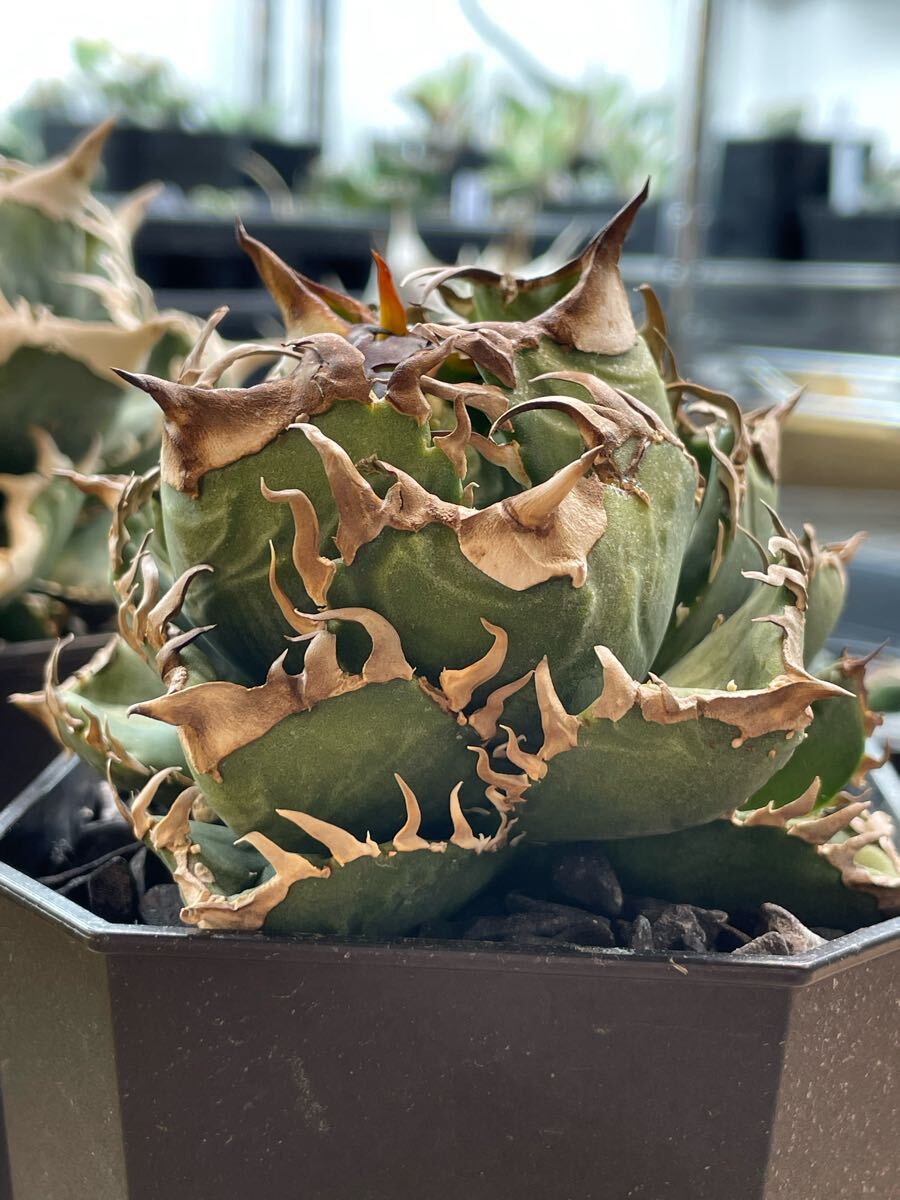 lize産発根済み子株】皇冠 アガベ チタノタ 狂刺 連刺 AGAVE lize産発根済み子株】皇冠 アガベ チタノタ 狂刺 連刺 AGAVE