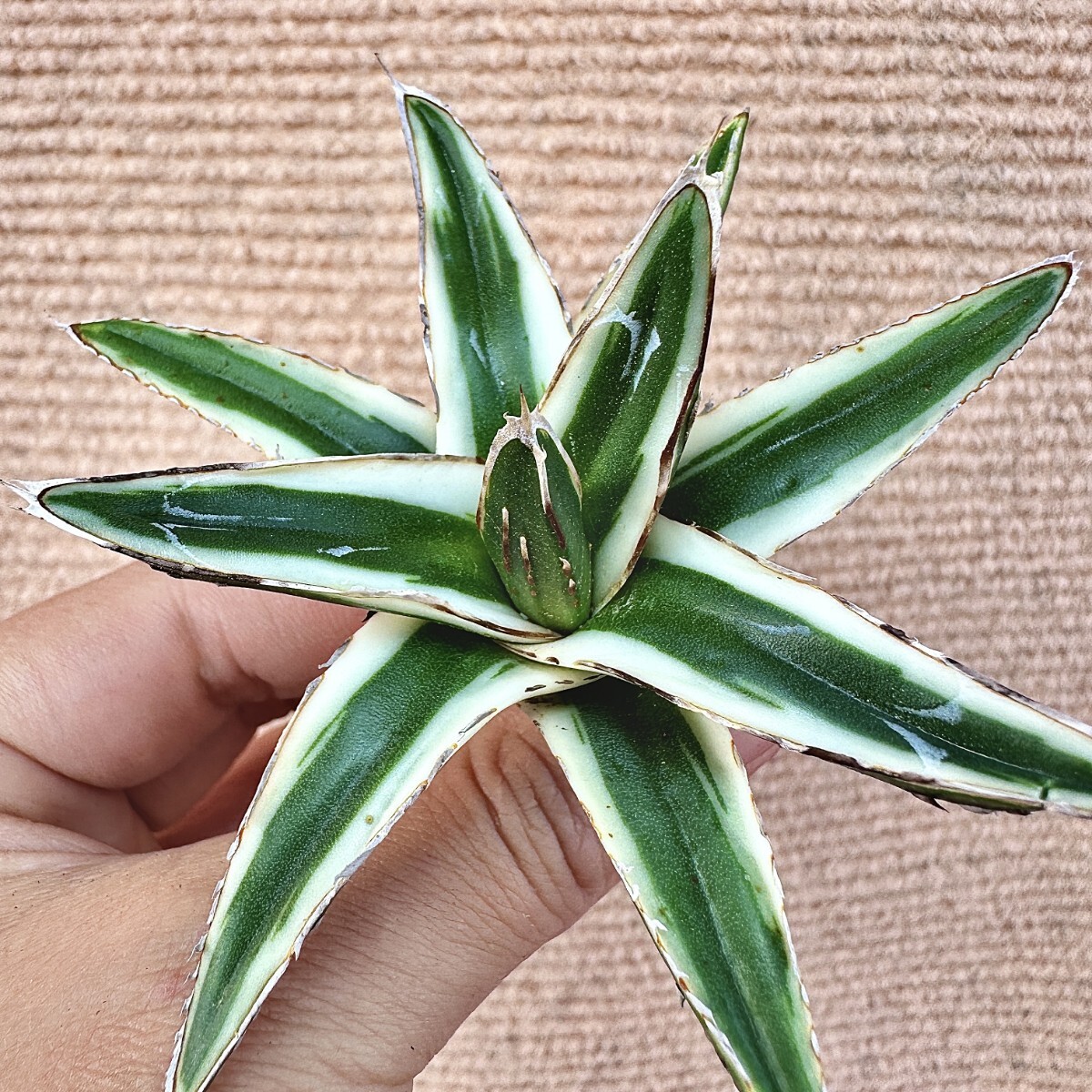 Lj_plants】Q904 多肉植物 アガベ 丸叶氷山 特殊錦 覆輪錦 極上 Lj_plants】Q904 多肉植物 アガベ 丸叶氷山 特殊錦 覆輪錦 極上