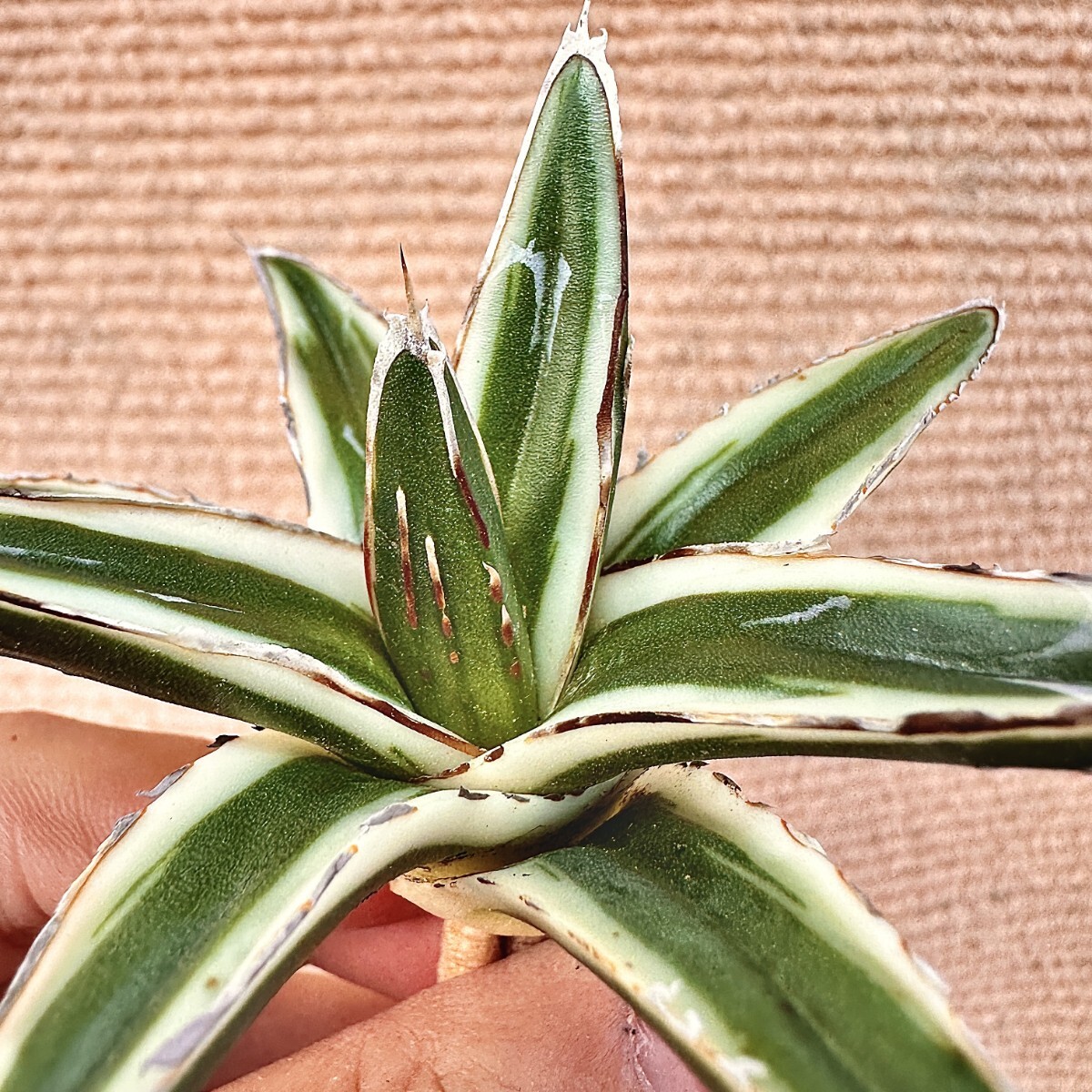 Lj_plants】Q904 多肉植物 アガベ 丸叶氷山 特殊錦 覆輪錦 極上 Lj_plants】Q904 多肉植物 アガベ 丸叶氷山 特殊錦 覆輪錦 極上