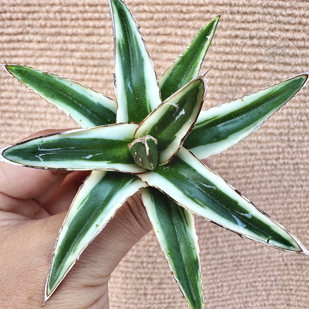 Lj_plants】Q904 多肉植物 アガベ 丸叶氷山 特殊錦 覆輪錦 極上 Lj_plants】Q904 多肉植物 アガベ 丸叶氷山 特殊錦 覆輪錦 極上