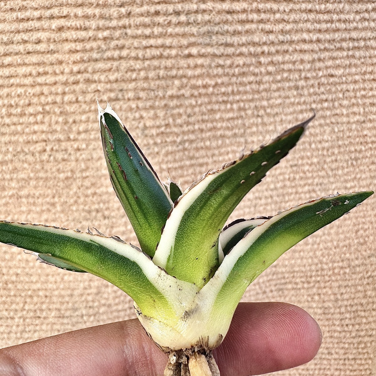 Lj_plants】Q904 多肉植物 アガベ 丸叶氷山 特殊錦 覆輪錦 極上 Lj_plants】Q904 多肉植物 アガベ 丸叶氷山 特殊錦 覆輪錦 極上