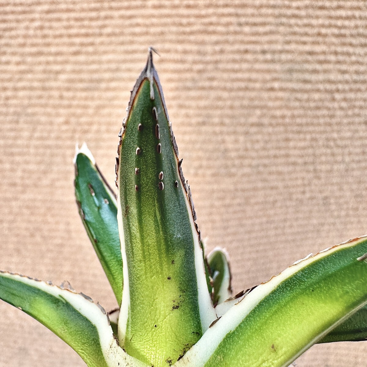 Lj_plants】Q904 多肉植物 アガベ 丸叶氷山 特殊錦 覆輪錦 極上 Lj_plants】Q904 多肉植物 アガベ 丸叶氷山 特殊錦 覆輪錦 極上