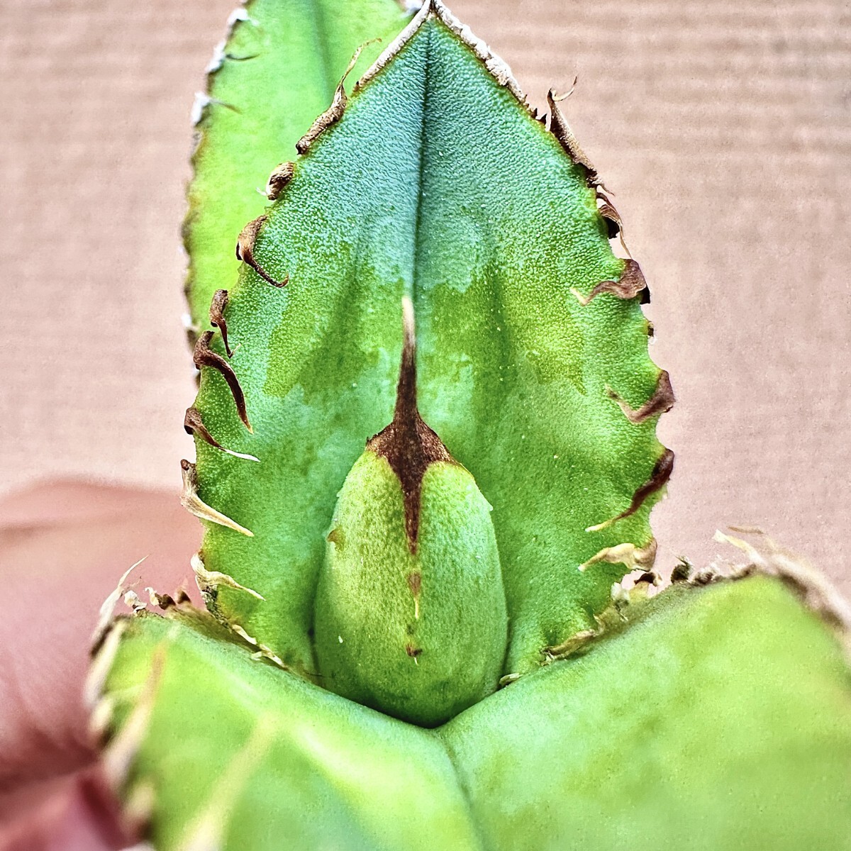 Lj_plants】Q916 多肉植物 アガベ チタノタ Agave titanota'Hyou Lj_plants】Q916 多肉植物 アガベ チタノタ Agave titanota'Hyou