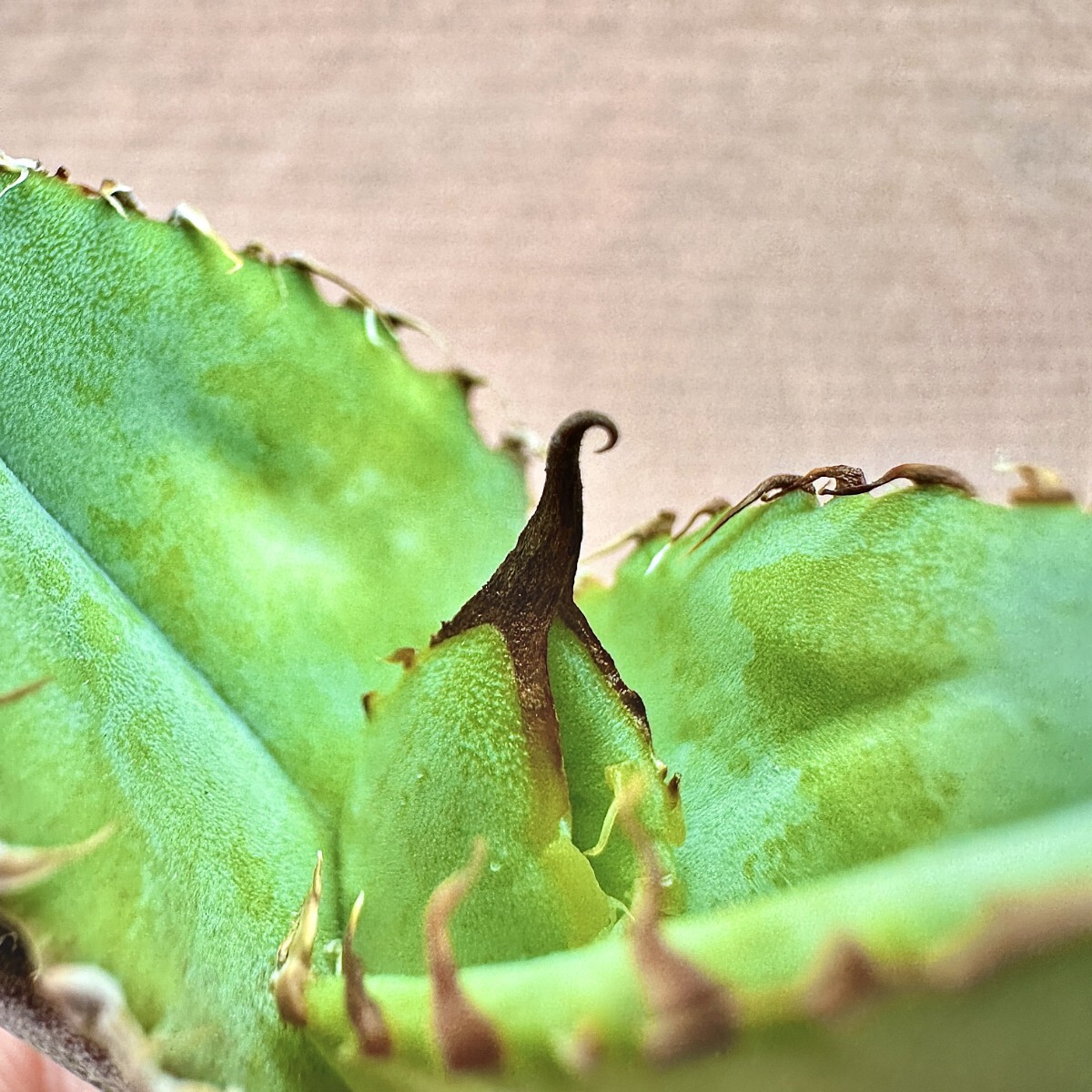 Lj_plants】Q916 多肉植物 アガベ チタノタ Agave titanota'Hyou Lj_plants】Q916 多肉植物 アガベ チタノタ Agave titanota'Hyou