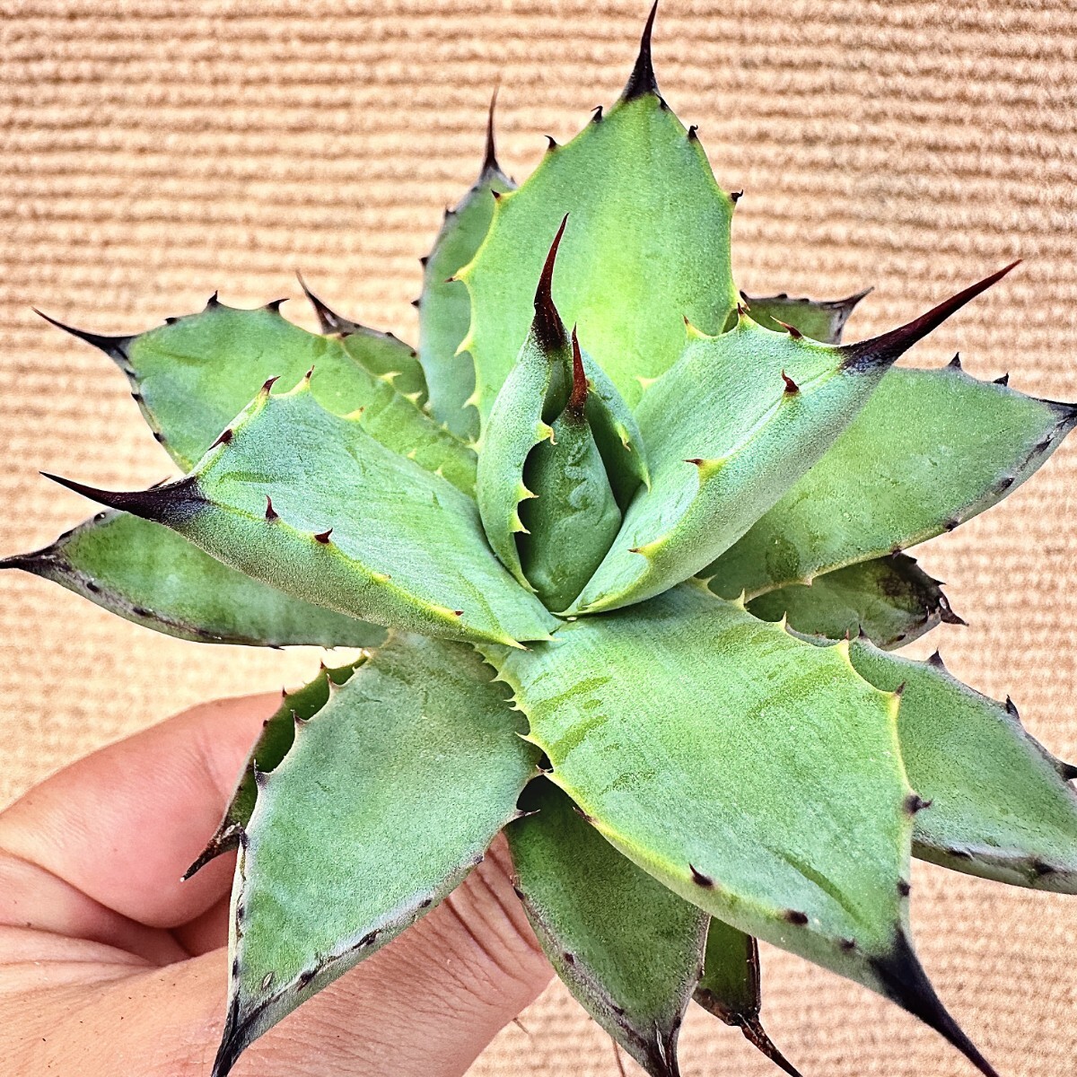 Lj_plants】Q941 多肉植物アガベ 甲蟹X強曲棘八荒雷神 新種先発 Lj_plants】Q941 多肉植物アガベ 甲蟹X強曲棘八荒雷神 新種先発