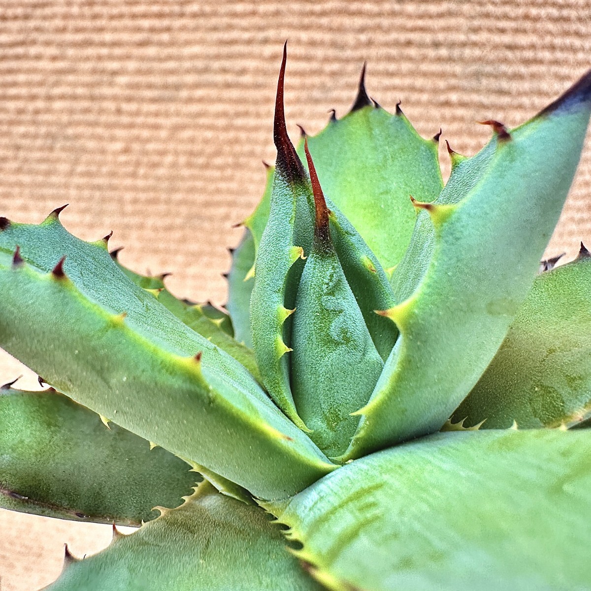 Lj_plants】Q941 多肉植物アガベ 甲蟹X強曲棘八荒雷神 新種先発 Lj_plants】Q941 多肉植物アガベ 甲蟹X強曲棘八荒雷神 新種先発