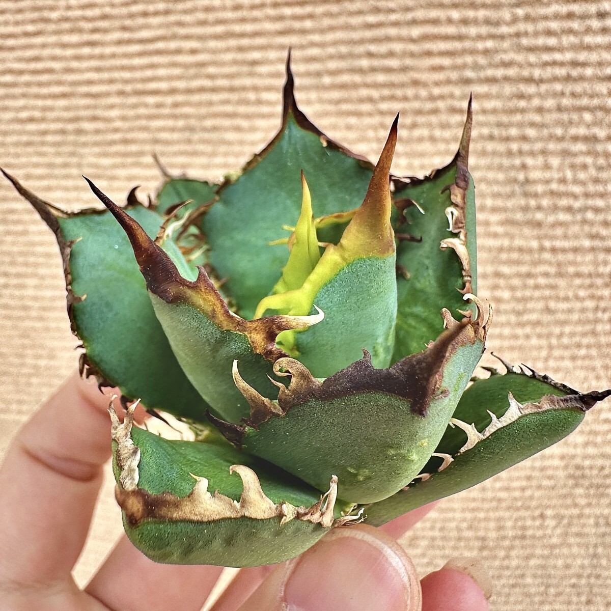 Lj_plants】Q95 激レア高級品種 アガベ チタノタ ブルドーザー Lj_plants】Q95 激レア高級品種 アガベ チタノタ ブルドーザー