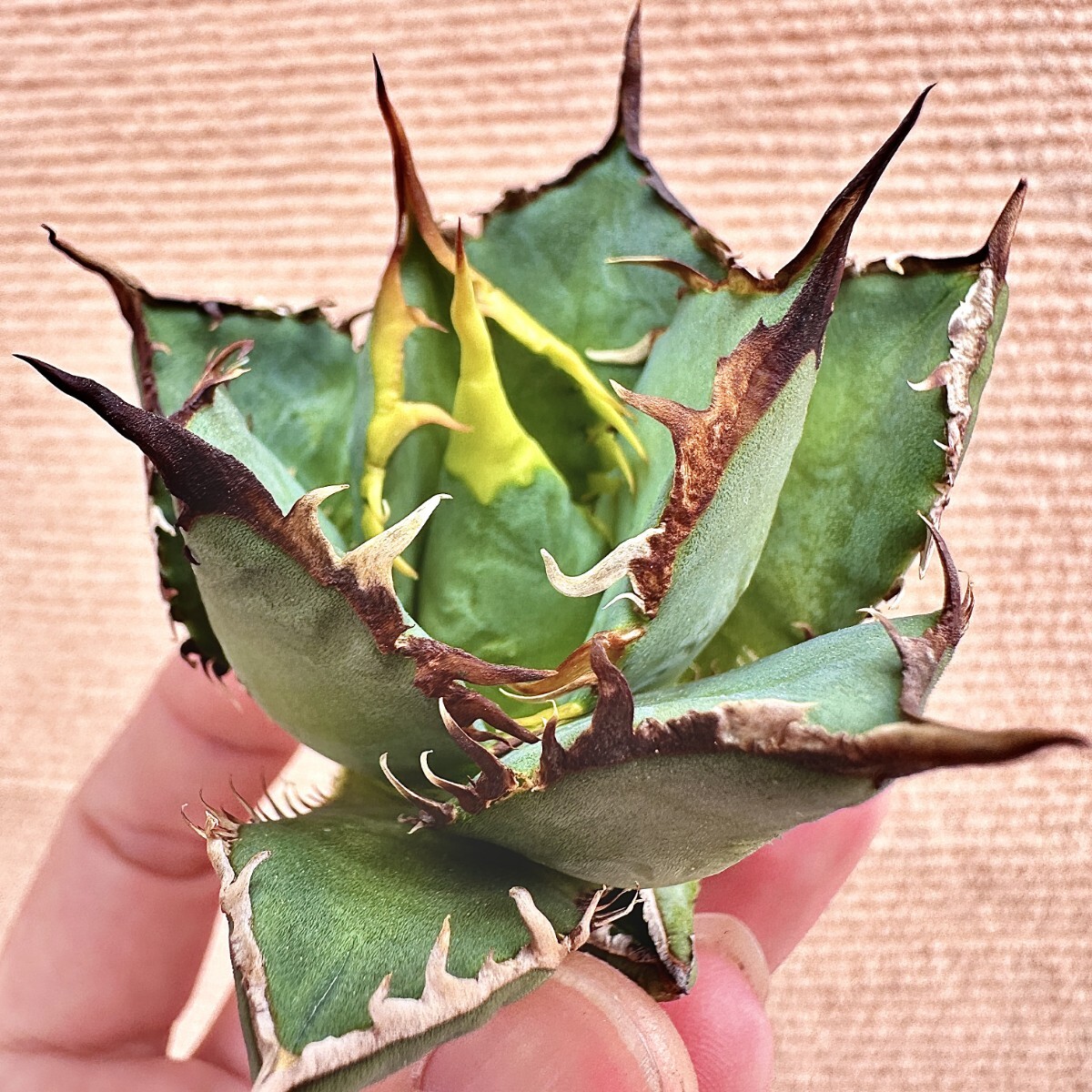 Lj_plants】Q95 激レア高級品種 アガベ チタノタ ブルドーザー Lj_plants】Q95 激レア高級品種 アガベ チタノタ ブルドーザー