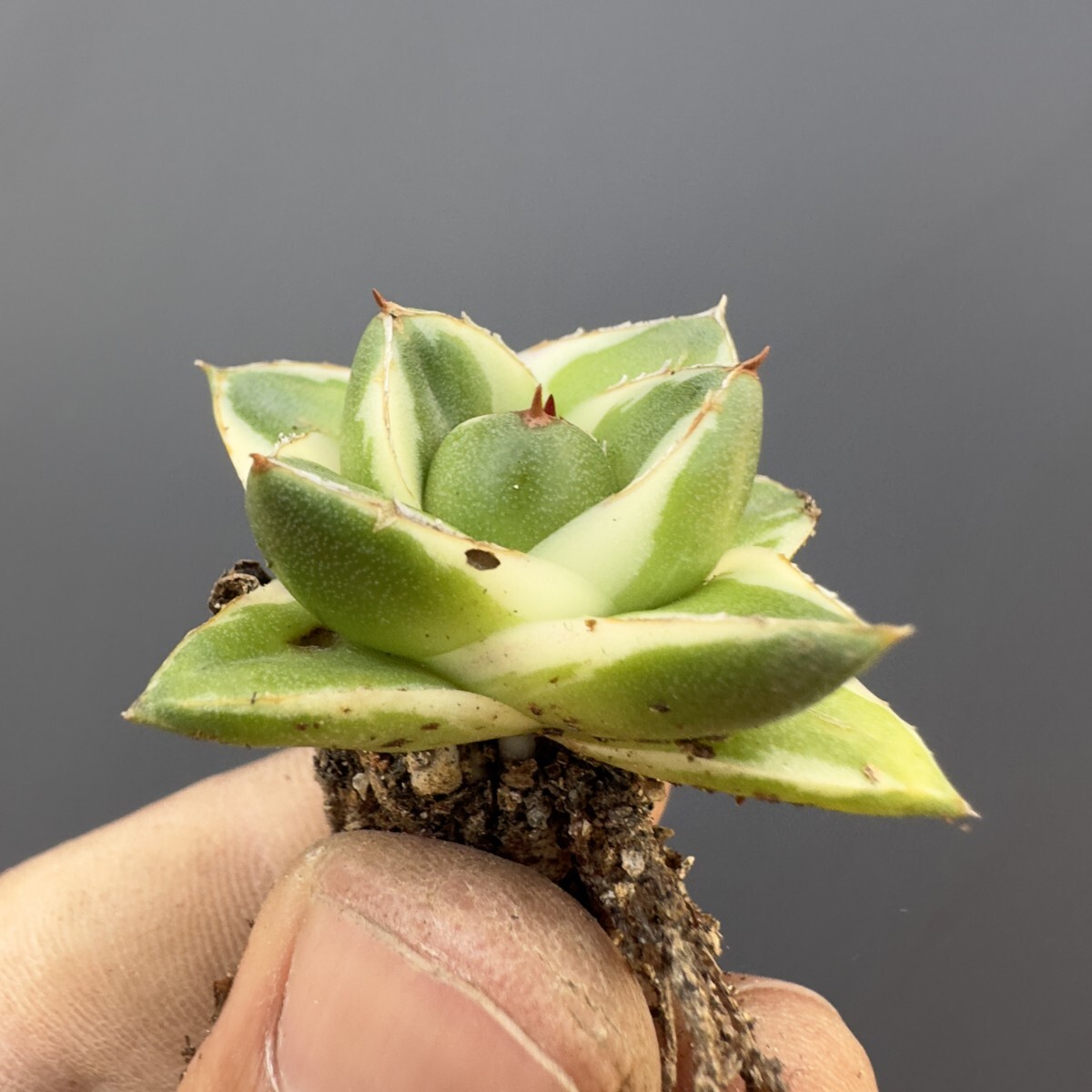 Q58 【青田園芸】 多肉植物 アガベ ピンキー 王妃笹の雪A型 白 Q58 【青田園芸】 多肉植物 アガベ ピンキー 王妃笹の雪A型 白