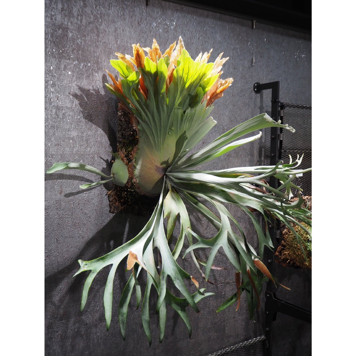 P.willinckii enel ビカクシダウィリンキーエネル子株
