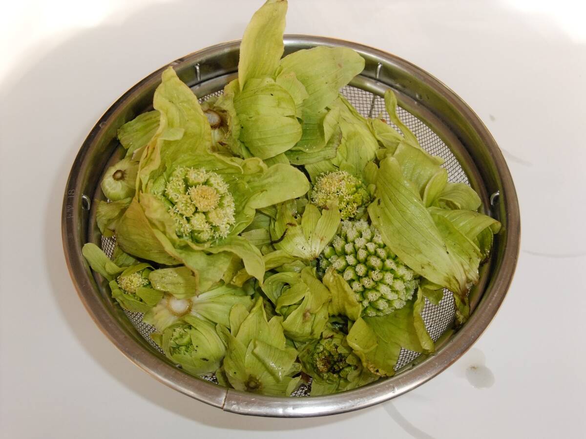 旬の山菜　ふきのとう　1㎏（冷蔵便）