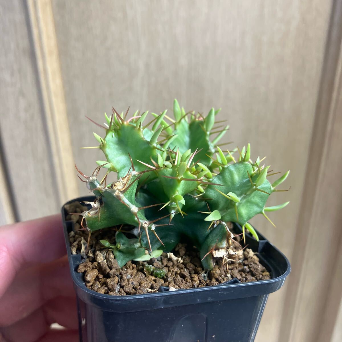 ユーフォルビア ムランジーナ 実生 多肉植物 サボテン 塊根植物 ユーフォルビア ムランジーナ 実生 多肉植物 サボテン 塊根植物