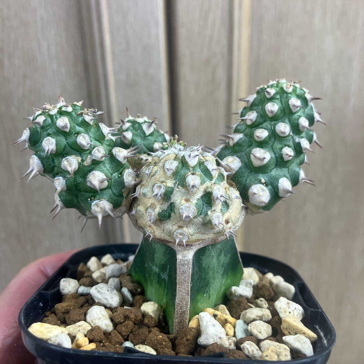ユーフォルビア トム Euphorbia Cv tom ユーホルビア 接おろし ユーフォルビア トム Euphorbia Cv tom ユーホルビア 接おろし