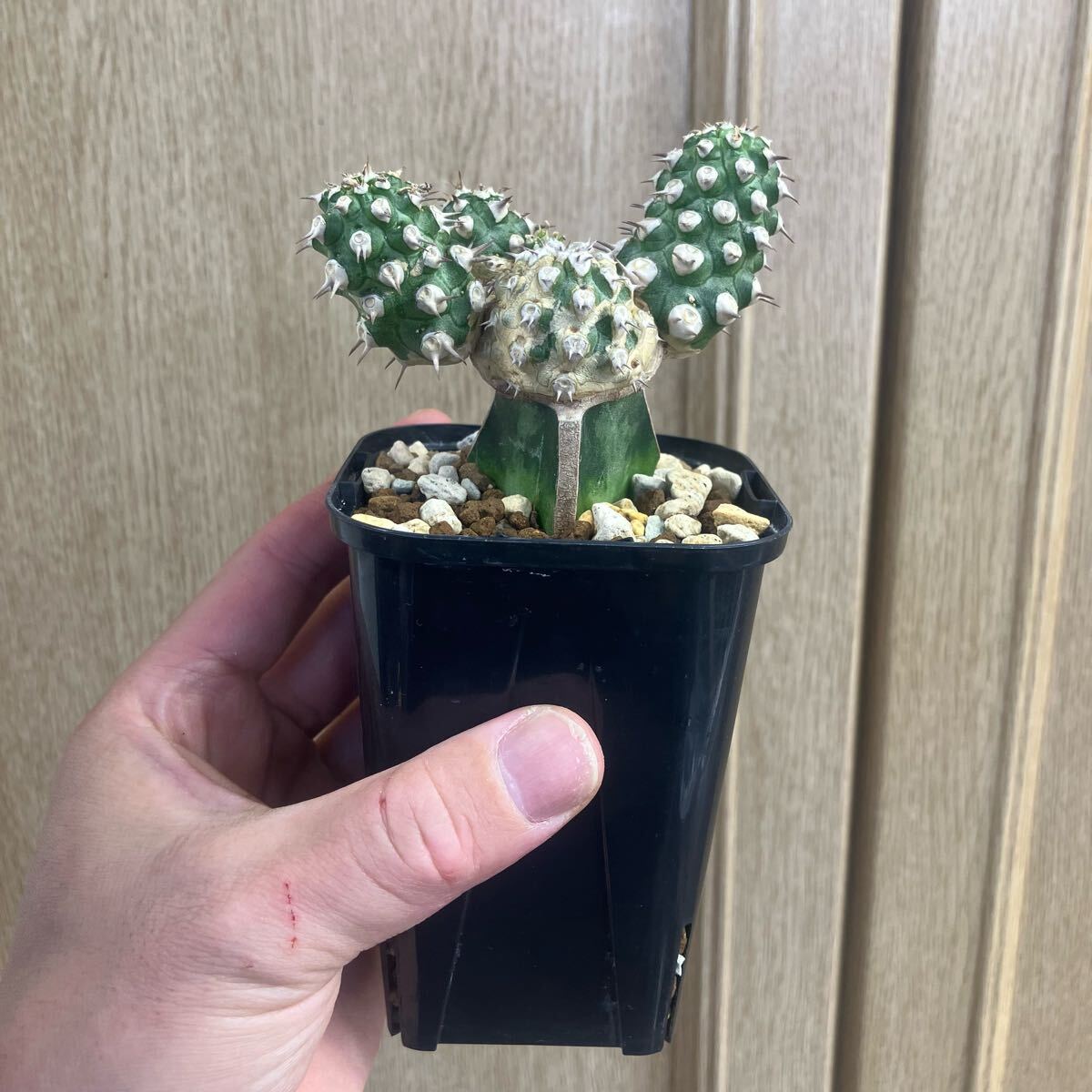 ユーフォルビア トム Euphorbia Cv tom ユーホルビア 接おろし ユーフォルビア トム Euphorbia Cv tom ユーホルビア 接おろし