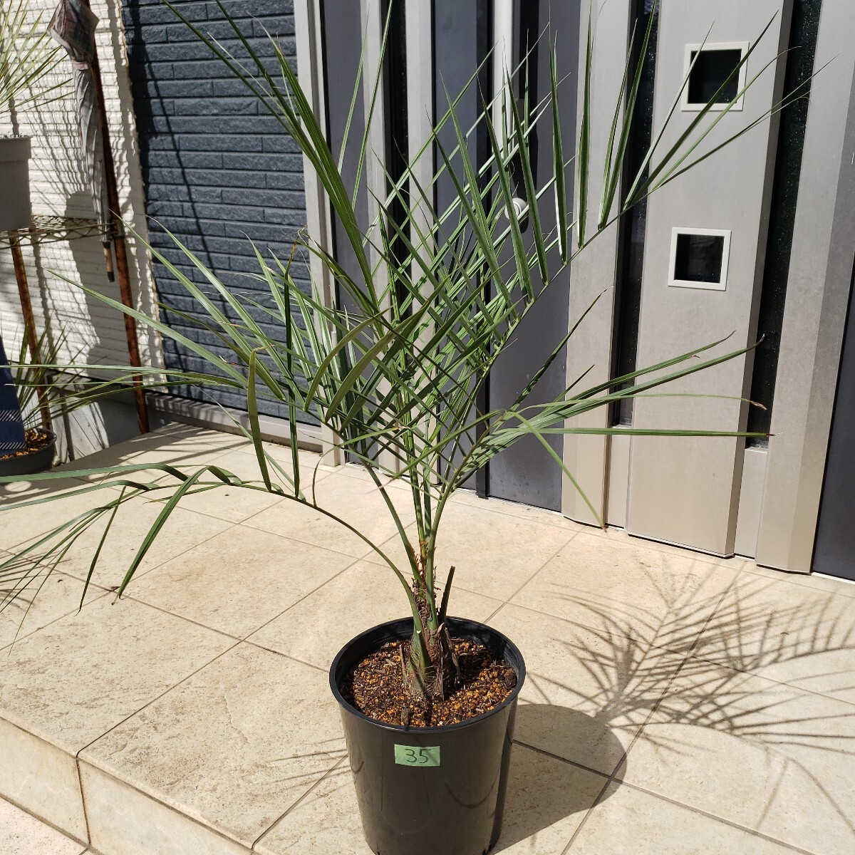 35ココスヤシシンボルツリー庭木鉢植え地植えOK(植木、庭木 35ココスヤシシンボルツリー庭木鉢植え地植えOK(植木、庭木