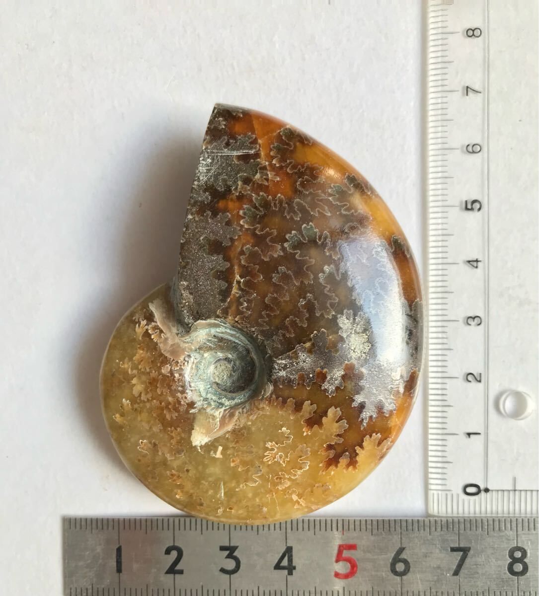 マダガスカル産直輸入、縫合線の浮き出るアンモナイト化石 7.2cm マダガスカル産直輸入、縫合線の浮き出るアンモナイト化石 7.2cm