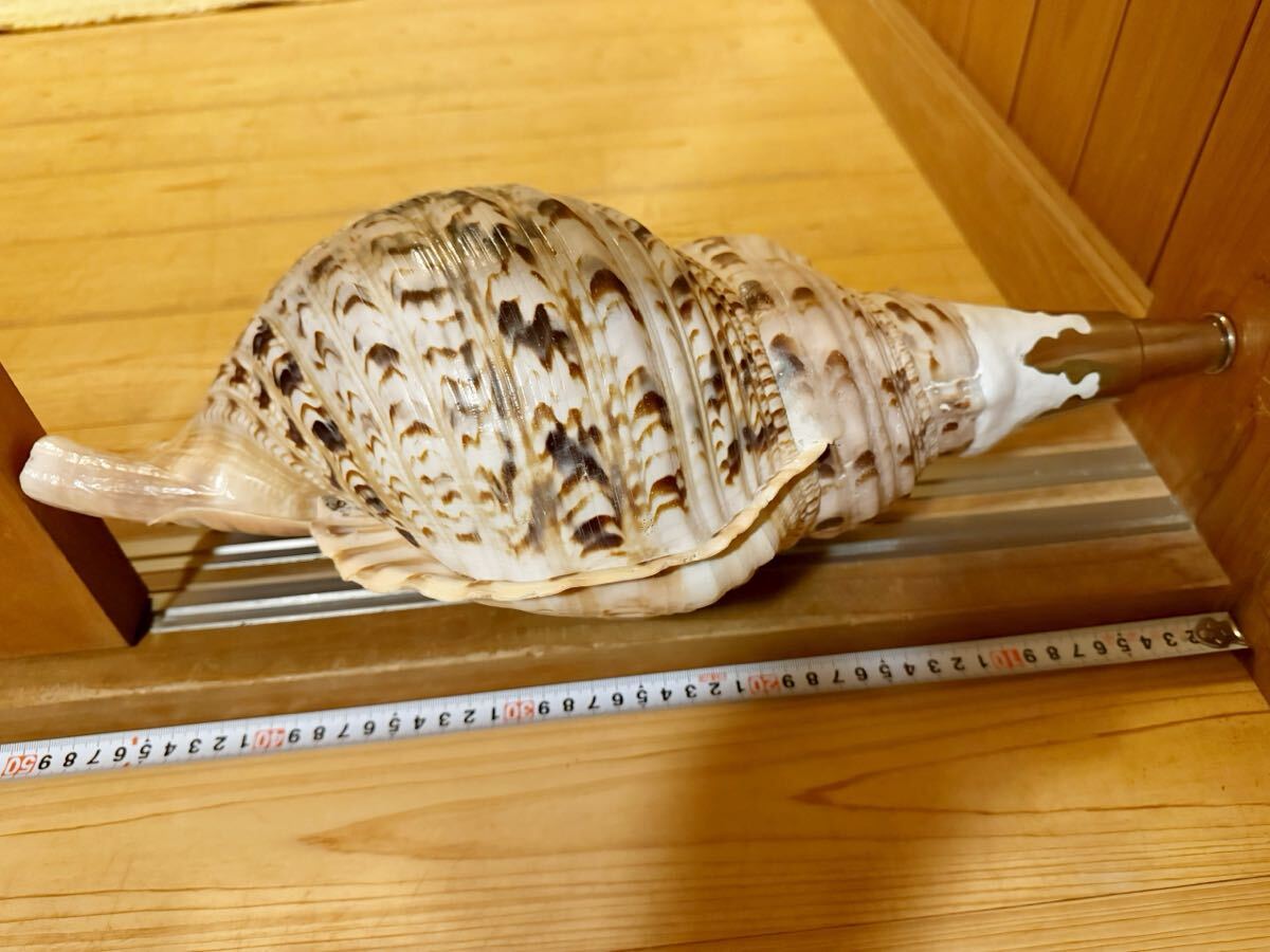今回最後の出品です!!日本最大級希少特大45.5㎝修験道法螺貝 今回最後の出品です!!日本最大級希少特大45.5㎝修験道法螺貝