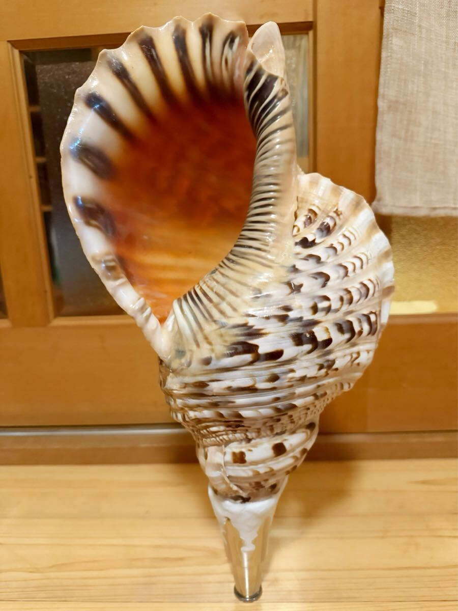 今回最後の出品です!!日本最大級希少特大45.5㎝修験道法螺貝 今回最後の出品です!!日本最大級希少特大45.5㎝修験道法螺貝