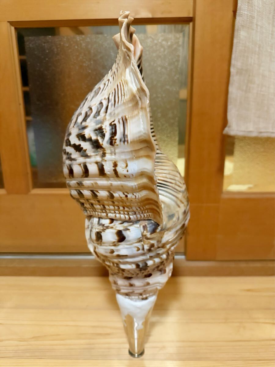 今回最後の出品です!!日本最大級希少特大45.5㎝修験道法螺貝 今回最後の出品です!!日本最大級希少特大45.5㎝修験道法螺貝
