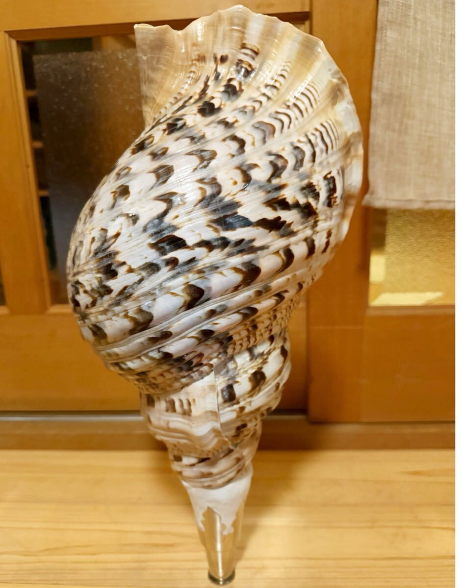 今回最後の出品です!!日本最大級希少特大45.5㎝修験道法螺貝 今回最後の出品です!!日本最大級希少特大45.5㎝修験道法螺貝