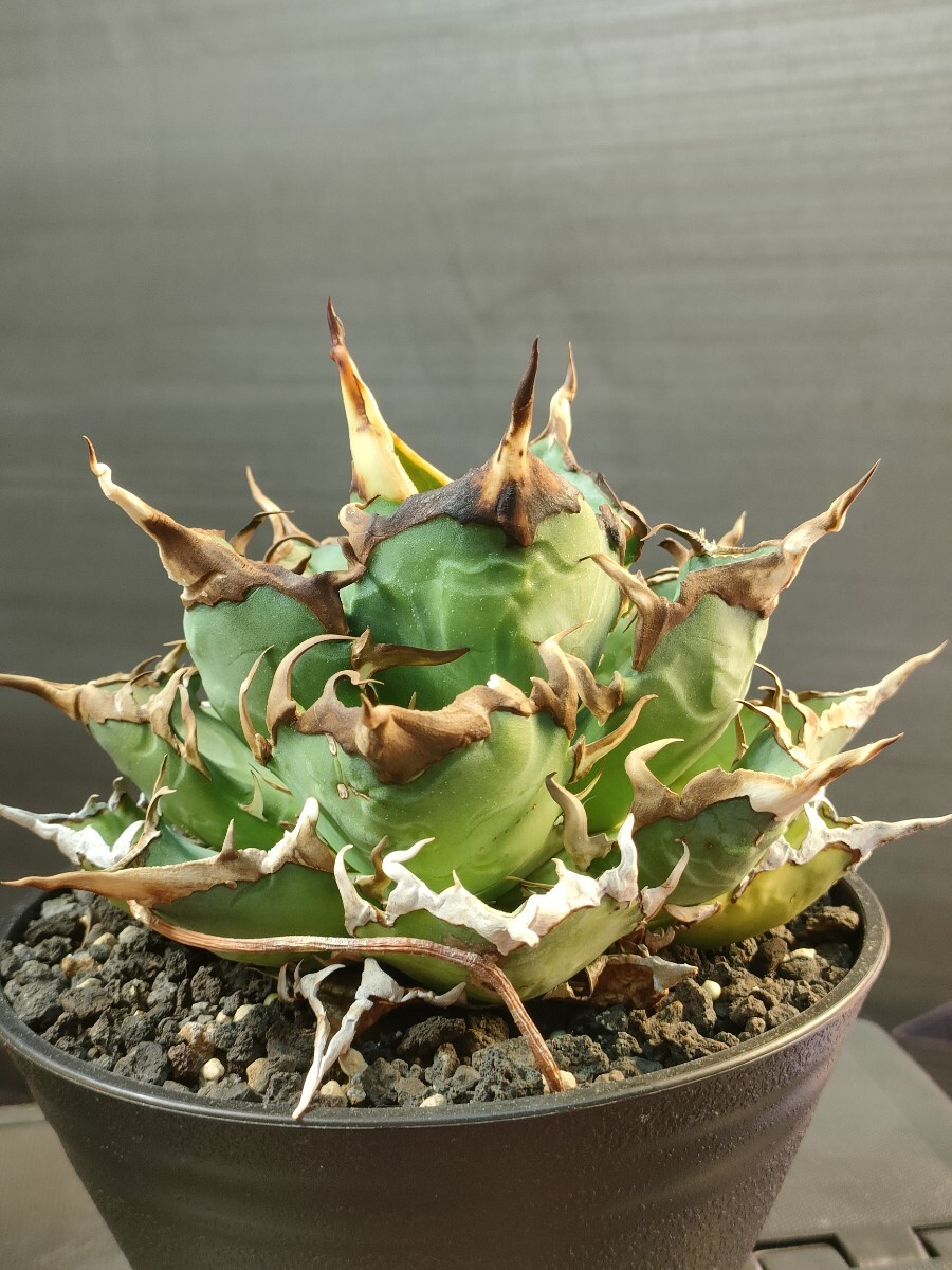 hiiro】稀少 アガベ チーター 子株 agave titanota cheetah 獵豹 hiiro】稀少 アガベ チーター 子株 agave titanota cheetah 獵豹