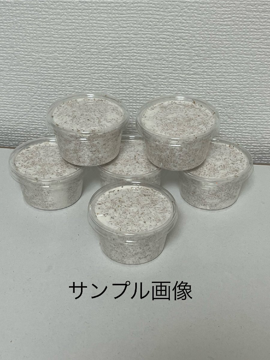 能勢SR血統】オオクワガタ 2令幼虫 6頭 （89.7㍉×57.9