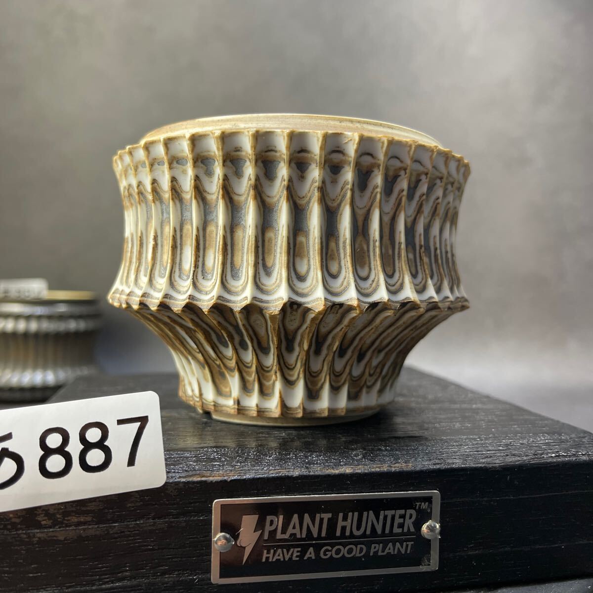 あ887 HAND Made 植木鉢 陶器検(アガベ パキプス 姫巌竜 帝釈天 あ887 HAND Made 植木鉢 陶器検(アガベ パキプス 姫巌竜 帝釈天