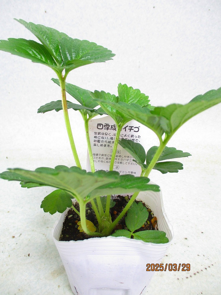 item_image_3