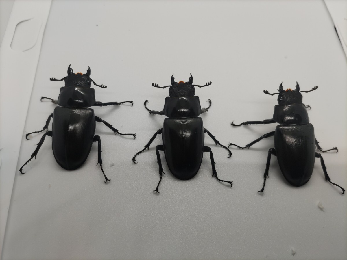 末後食ギラファノコギリクワガタ フローレス島 ケイスケ　メス　3匹