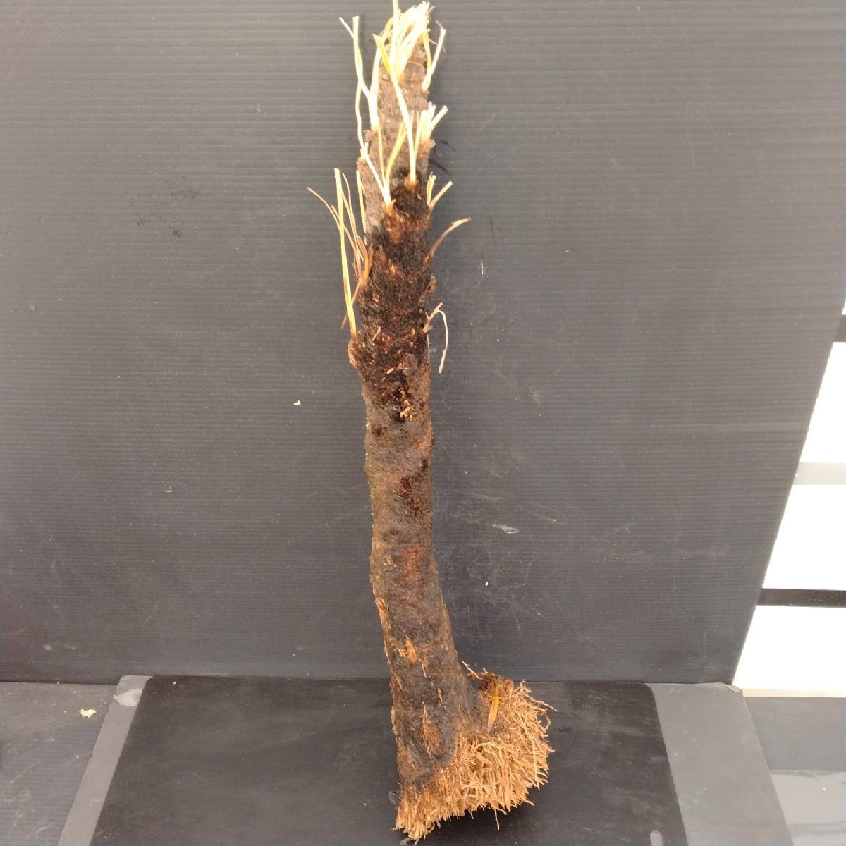 キセロフィタ Yahoo!オークション - 8457 「被子植物」キセロフィタ