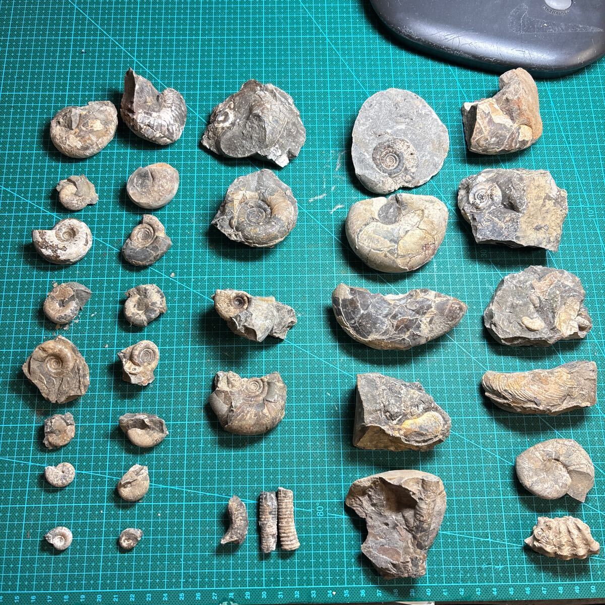 34個まとめて出品. 北海道産アンモナイト、化石、異常巻きや突起 34個まとめて出品. 北海道産アンモナイト、化石、異常巻きや突起