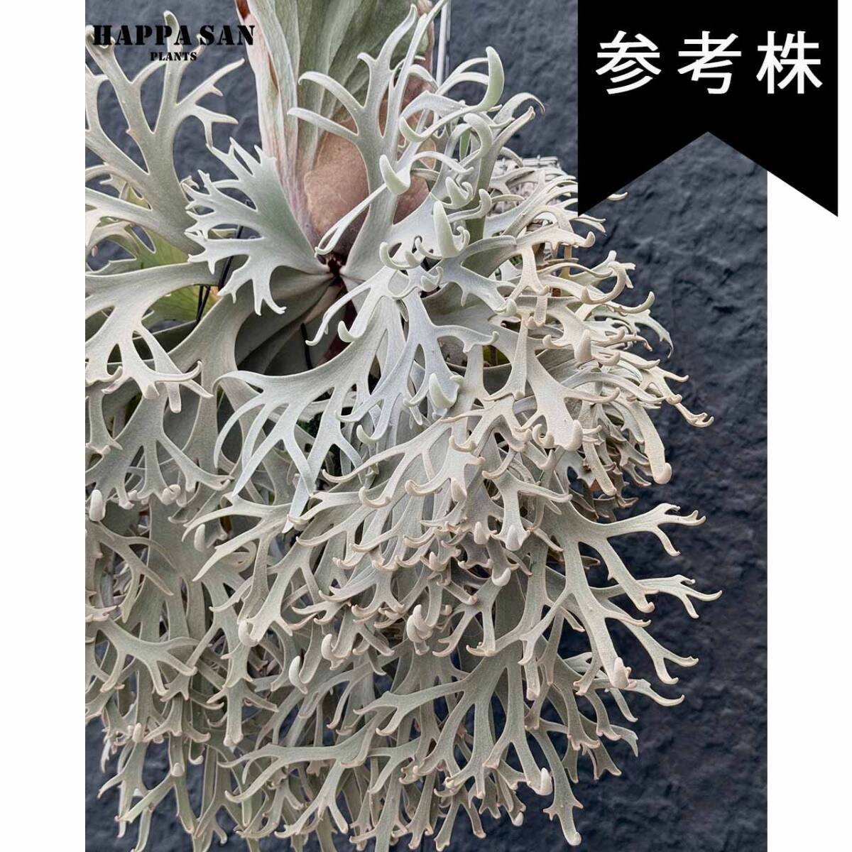 P. Willinckii cv Aysun Sporerimg From Create Plants【はっぱ P. Willinckii cv Aysun Sporerimg From Create Plants【はっぱ