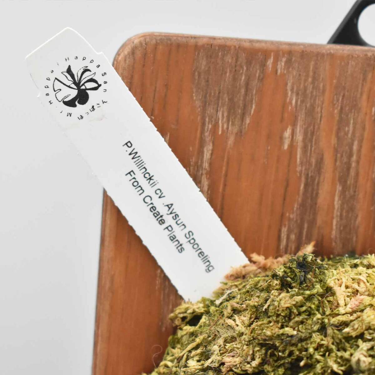 P. Willinckii cv Aysun Sporerimg From Create Plants【はっぱ P. Willinckii cv Aysun Sporerimg From Create Plants【はっぱ