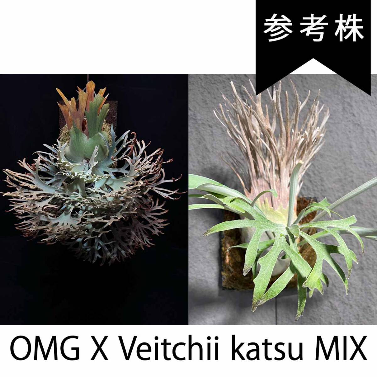 P.Willinckii OMG × Veitchii Katsu Spodines From Create P.Willinckii OMG × Veitchii Katsu Spodines From Create