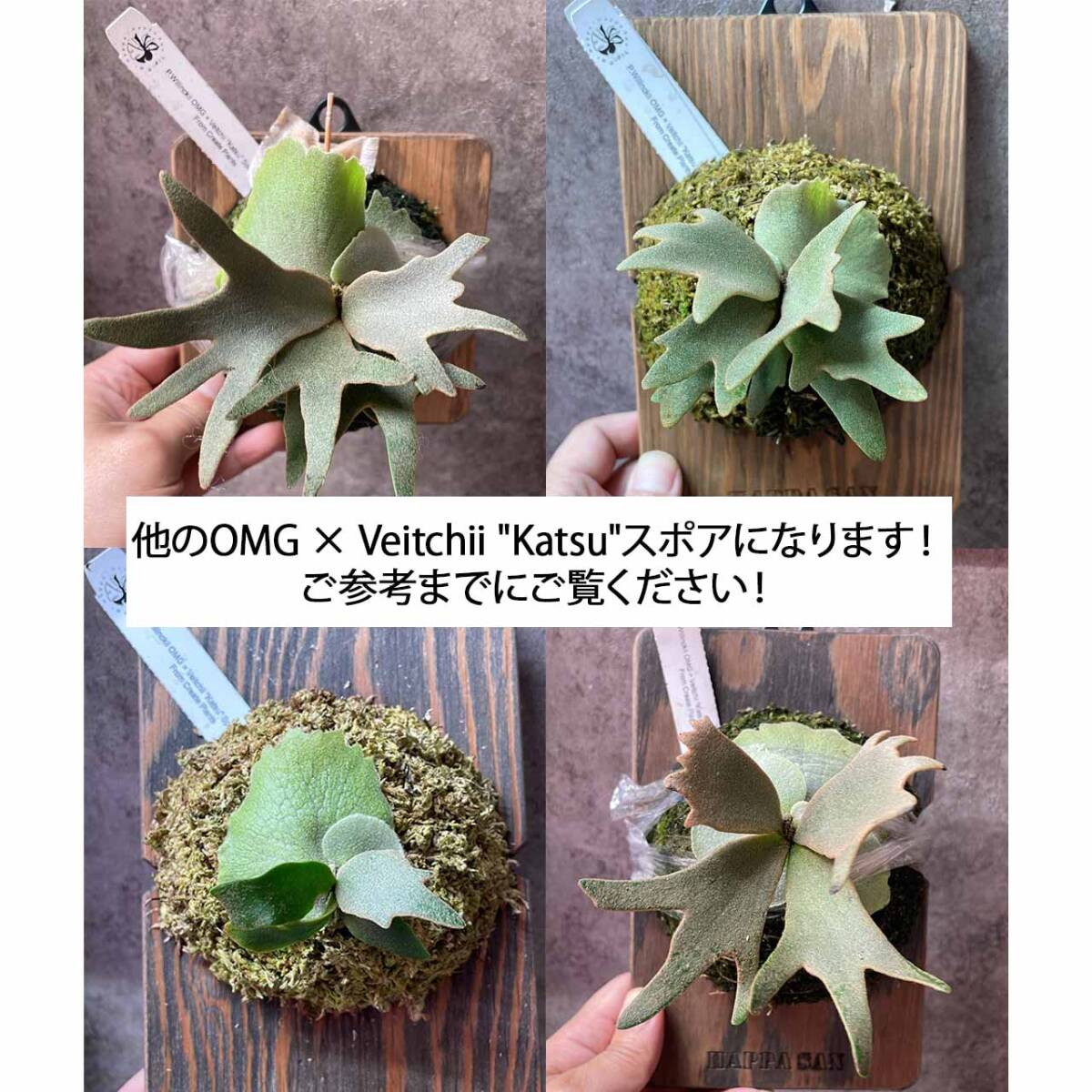 P.Willinckii OMG × Veitchii Katsu Spodines From Create P.Willinckii OMG × Veitchii Katsu Spodines From Create