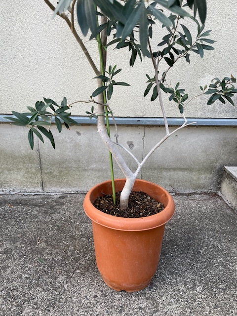 直接のお引取歓迎 Plant□オリーブの木/観葉植物/200cm□幹が 直接のお引取歓迎 Plant□オリーブの木/観葉植物/200cm□幹が