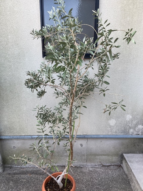 直接のお引取歓迎 Plant□オリーブの木/観葉植物/200cm□幹が 直接のお引取歓迎 Plant□オリーブの木/観葉植物/200cm□幹が