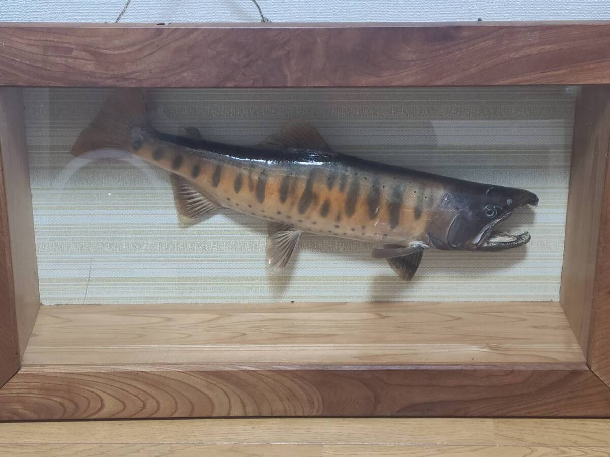 大ヤマメ美しい 山女46cmアマゴ 渓流 清流 魚 淡水魚 剥製 標本 大ヤマメ美しい 山女46cmアマゴ 渓流 清流 魚 淡水魚 剥製 標本