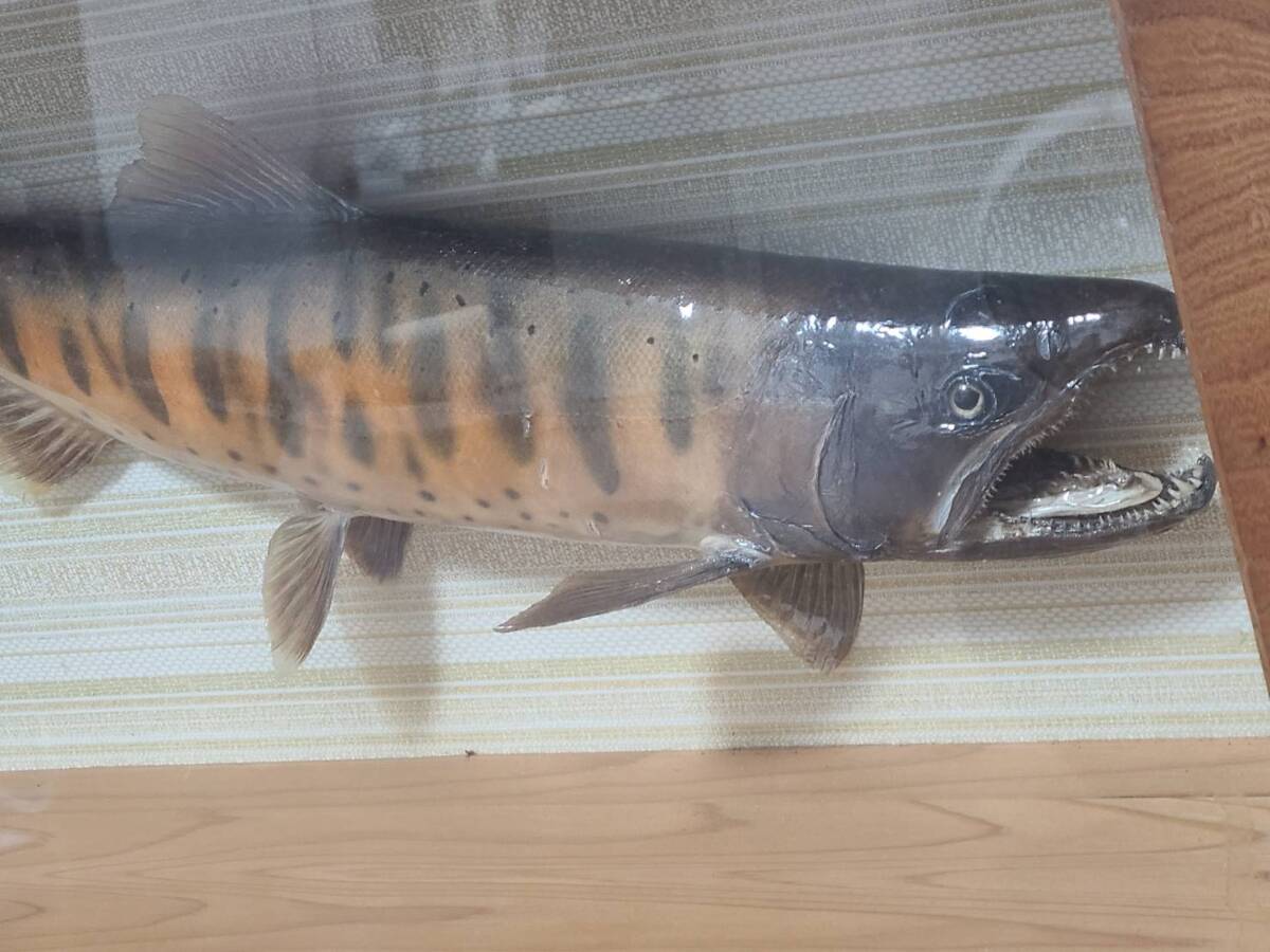 大ヤマメ美しい 山女46cmアマゴ 渓流 清流 魚 淡水魚 剥製 標本 大ヤマメ美しい 山女46cmアマゴ 渓流 清流 魚 淡水魚 剥製 標本