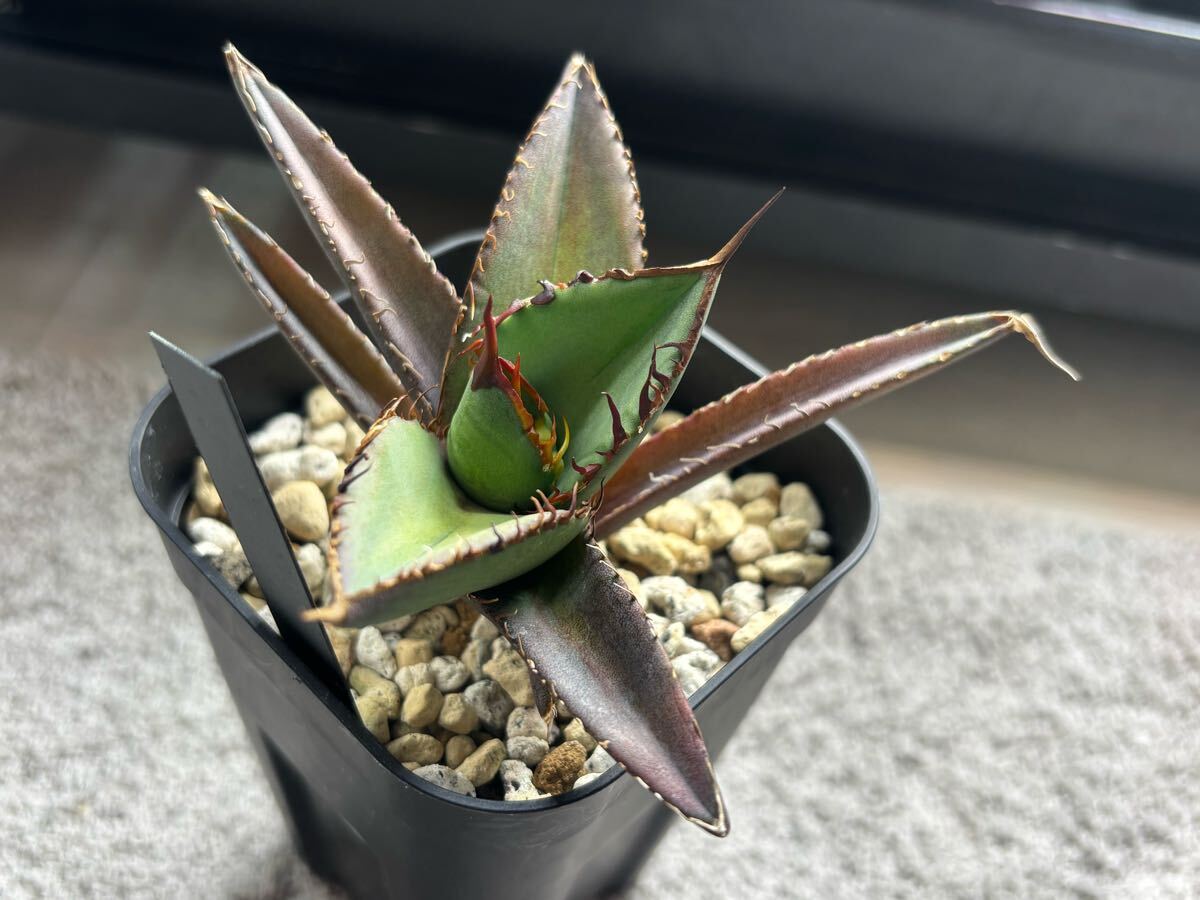 Yahoo!オークション - アガベ Lupien イラン株 oc \\\ルパン