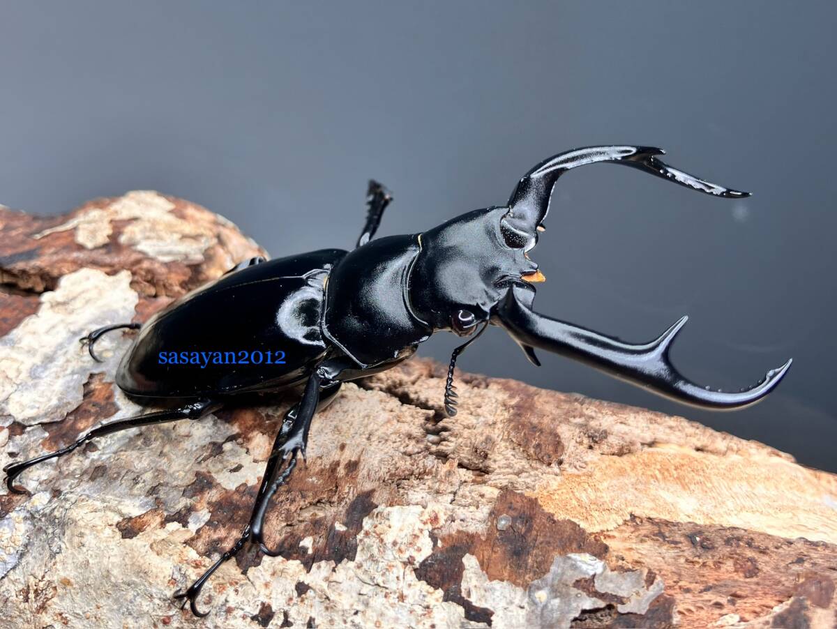 WiLD個体 ウエストウッディオオシカクワガタ(亜種:カズミアエ) ペア ウエストウッディオオシカクワガタ亜種カズミアエ♂単品 72mm