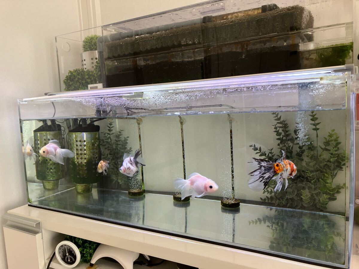 オマケ多数 総額10万程 90cm アクリル水槽セット LEDライト 上部 オマケ多数 総額10万程 90cm アクリル水槽セット LEDライト 上部