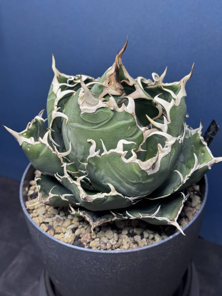 Kaiju Plant】【白鯨】4.5号サイズ 怪獣ポット付き アガベ Kaiju Plant】【白鯨】4.5号サイズ 怪獣ポット付き アガベ