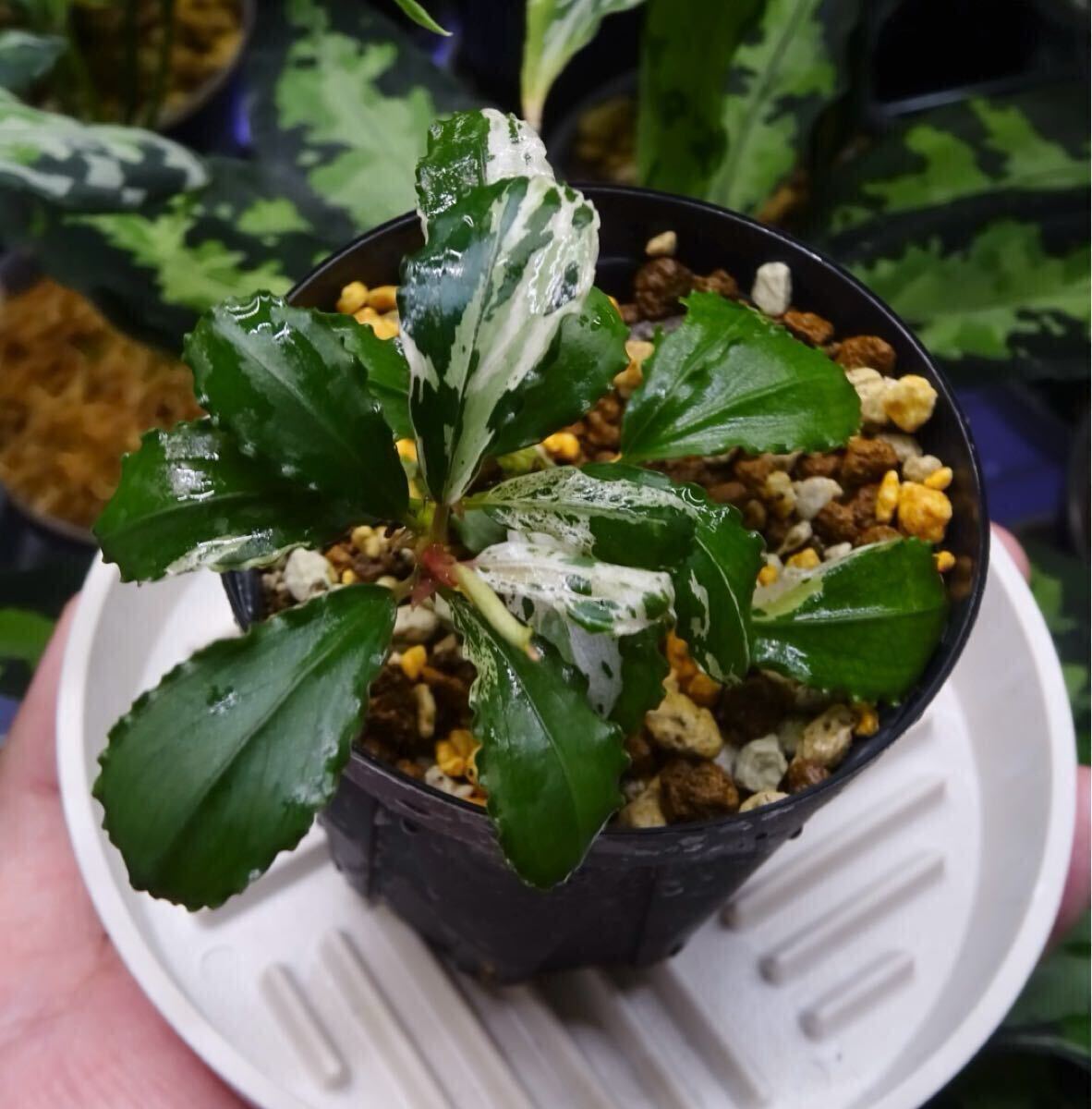 Bucephalandra sp. Variegated 水草 良株 Yahoo!オークション - Bucephalandra sp. Variegata Hn 福袋