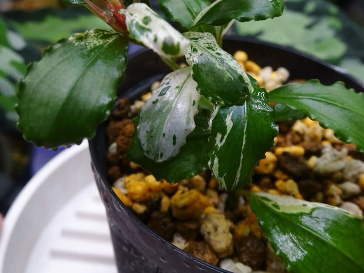 い*中様 Bucephalandra sp.variegata 小株1株 Yahoo!オークション - Bucephalandra sp. Variegata Hn 福袋