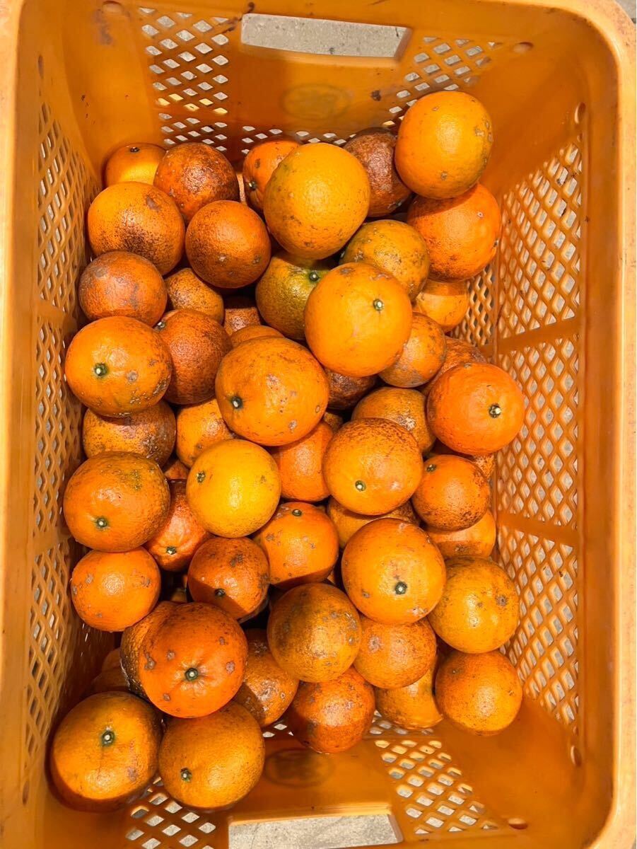 デコポン(不知火) 6L木なり完熟　秀品箱込み10kg弱 限定6箱 有田産☆木なり完熟不知火（デコポン）10キロ家庭用♪③