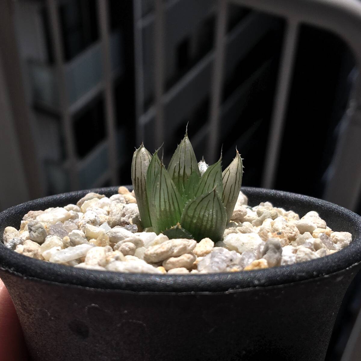 ハオルチア HP 白鳥×大黒　実生苗 Yahoo!オークション - ハオルチア 実生苗 多肉植物 #21H100_SR1