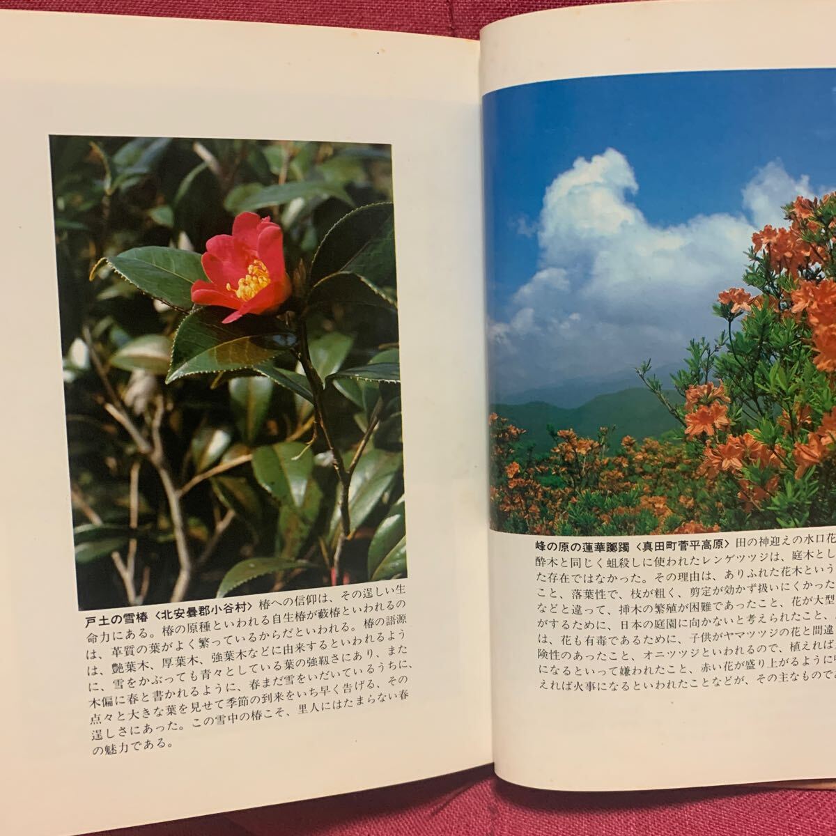 庭木の民俗志　宮沢文四郎馬酔木椿蓮華躑躅紫陽花榎庭漆合歓藤柿柘榴梨柏竹南天柊楢山節(jié)考祖霊年神民俗學草木仏教寢殿造り四季春夏秋冬