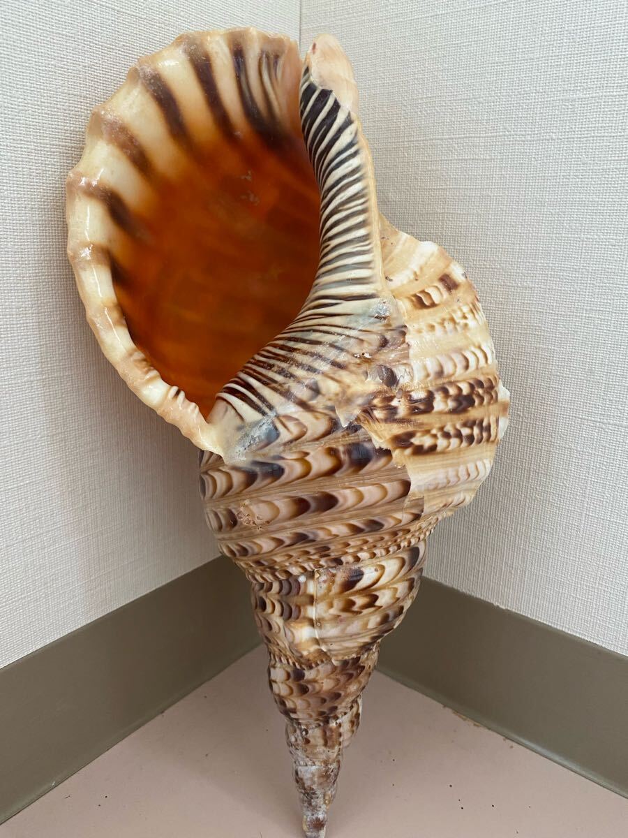 法螺貝 ホラ貝 特大36cm 標本用品